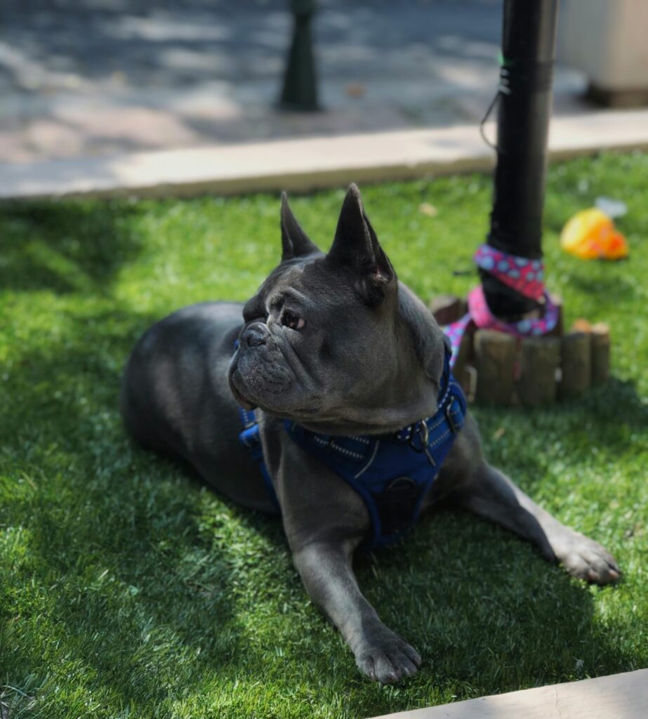 Picture of dog laying on artificial grass