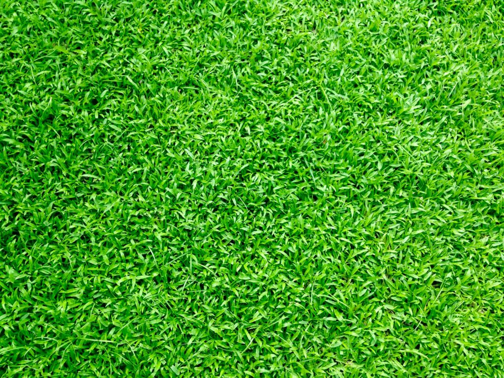 Picture of artificial grass