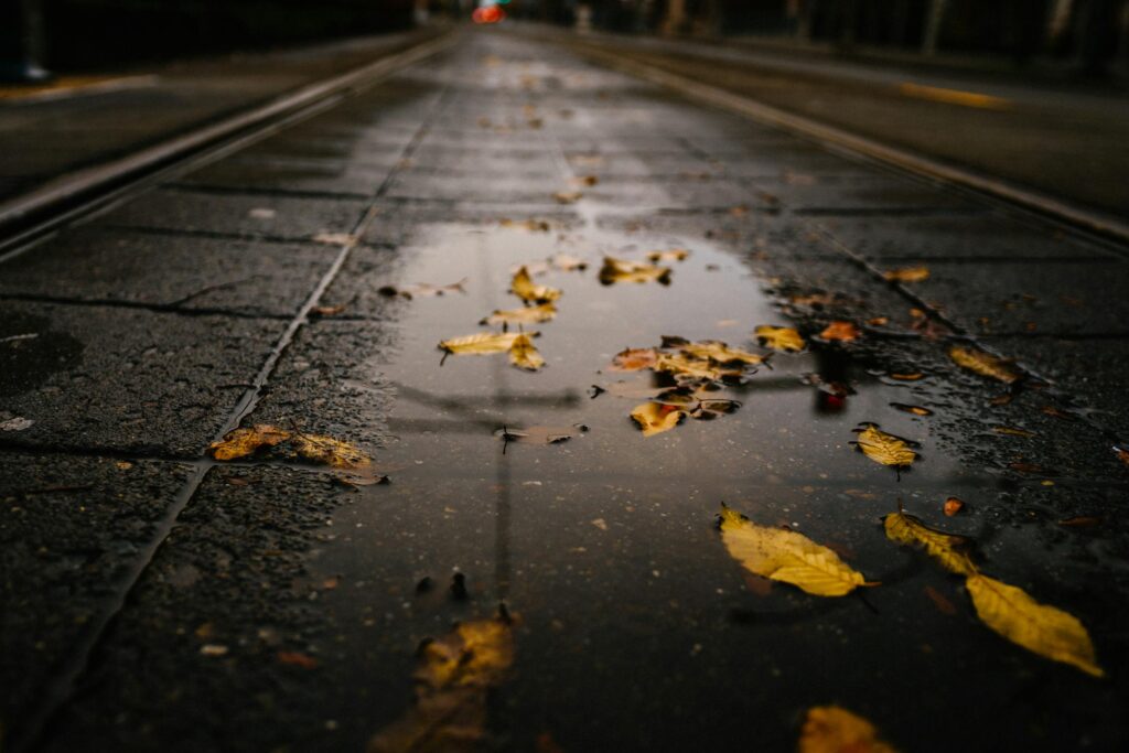 Photo of autumnal leaves on a puddle next to a drain